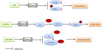 Histone Deacetylases in the Pathogenesis of Diabetic Cardiomyopathy